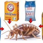 How to Get Rid of Fleas: 16 Effective Home Remedies for Fleas