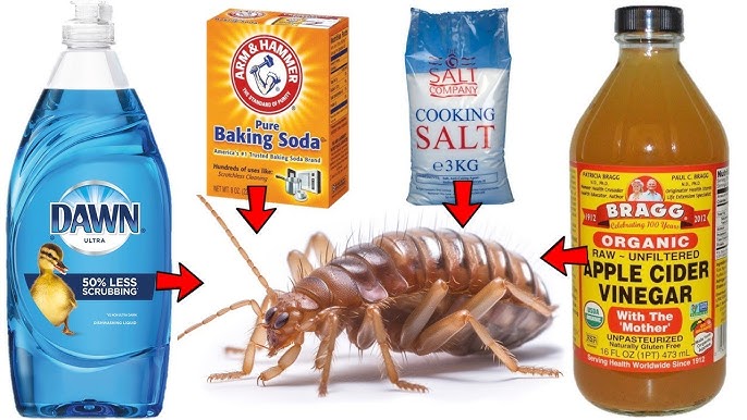 How to Get Rid of Fleas: 16 Effective Home Remedies for Fleas